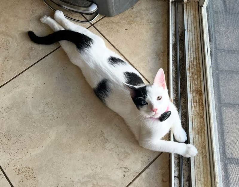 LOST PET - Oahu | SSH Search