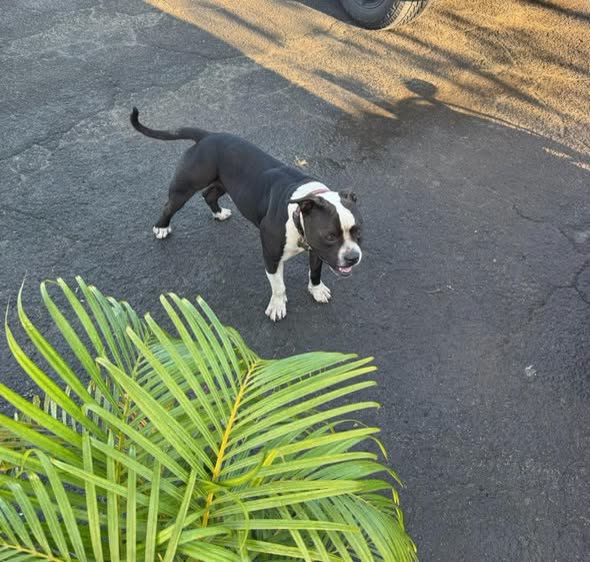 FOUND PET - Oahu | SSH Search