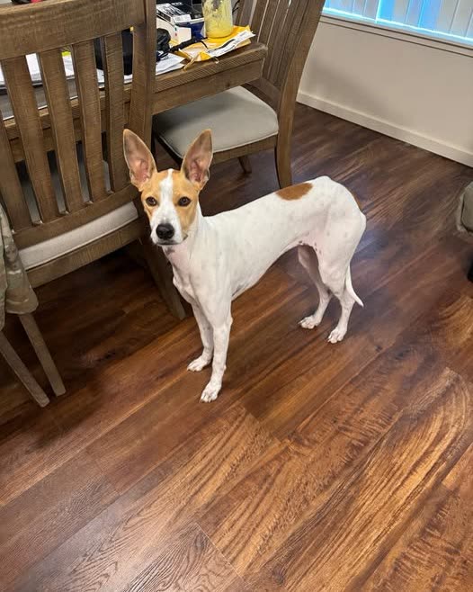 LOST PET - Oahu | SSH Search