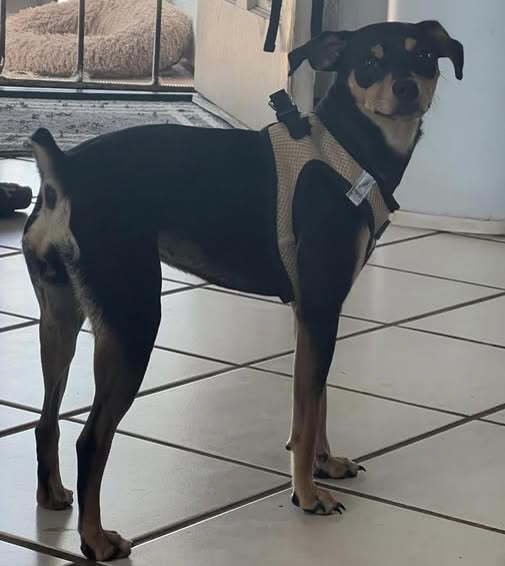 LOST PET - Oahu | SSH Search