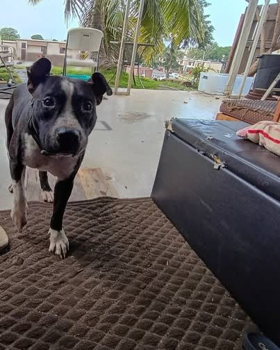 LOST PET - Oahu | SSH Search