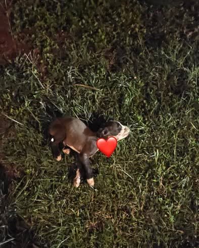 FOUND PET - Oahu | SSH Search
