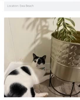 FOUND PET - Oahu | SSH Search