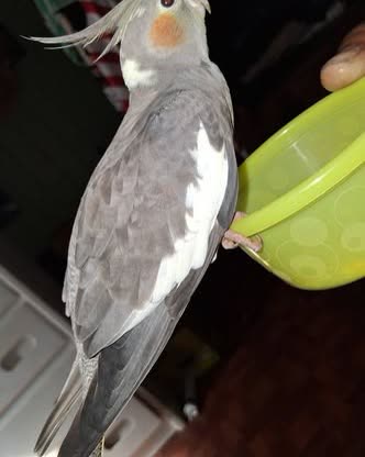FOUND PET - Oahu | SSH Search