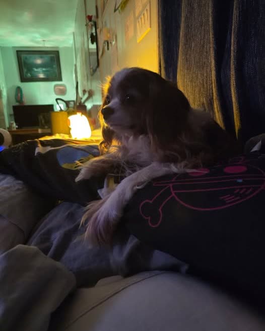 LOST PET - Oahu | SSH Search