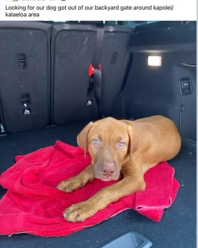 LOST PET - Oahu | SSH Search