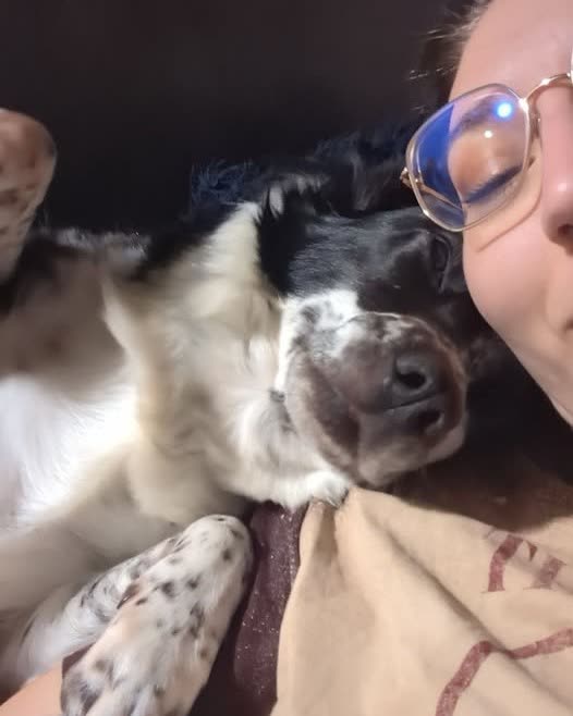 MISSING PET - Oahu | SSH Search