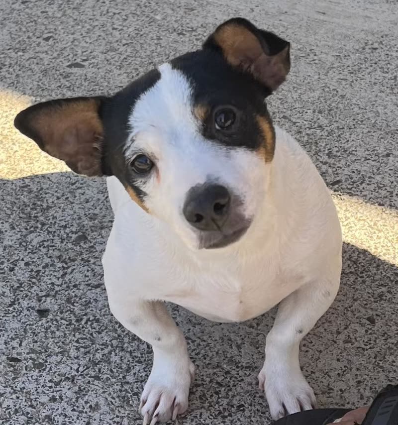 FOUND PET - Oahu | SSH Search