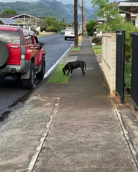 LOST PET - Oahu | SSH Search