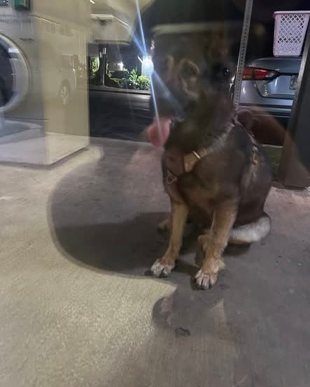 FOUND PET - Oahu | SSH Search