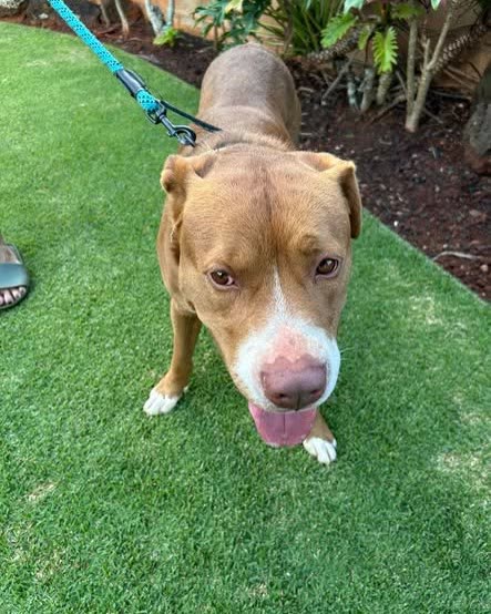 FOUND PET - Oahu | SSH Search