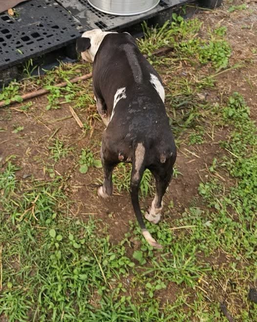 FOUND PET - Oahu | SSH Search