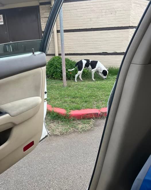 ANIMAL SIGHTING - Oahu | SSH Search
