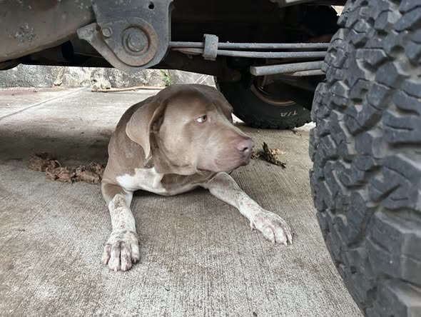 FOUND PET - Oahu | SSH Search