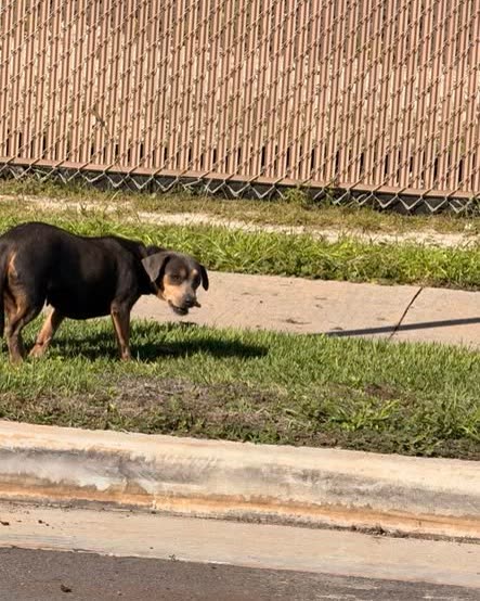 ANIMAL SIGHTING - Oahu | SSH Search