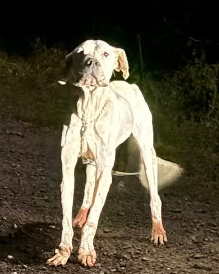 ANIMAL SIGHTING - Oahu | SSH Search