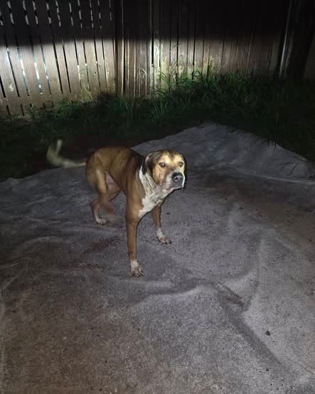 FOUND PET - Oahu | SSH Search