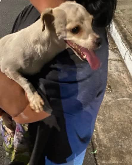 FOUND PET - Oahu | SSH Search