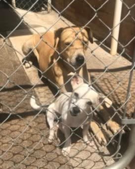 LOST PET - Oahu | SSH Search