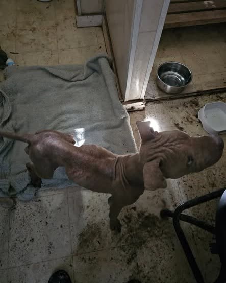 FOUND PET - Oahu | SSH Search