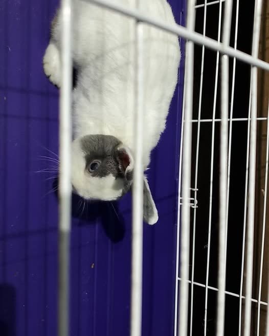 FOUND PET - Oahu | SSH Search