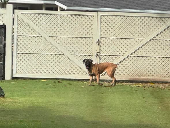 ANIMAL SIGHTING - Oahu | SSH Search