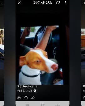 LOST PET - Oahu | SSH Search