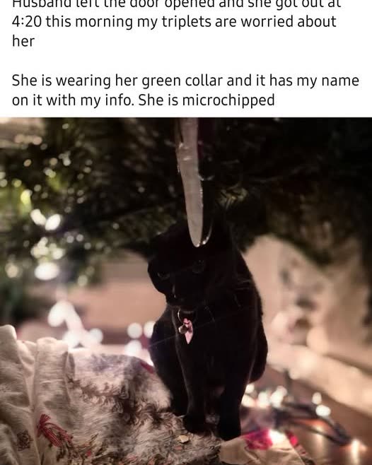 LOST PET - Oahu | SSH Search