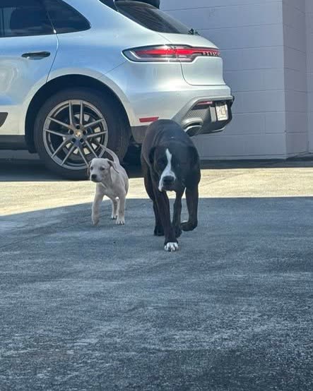 LOST PET - Oahu | SSH Search
