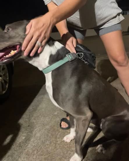 FOUND PET - Oahu | SSH Search