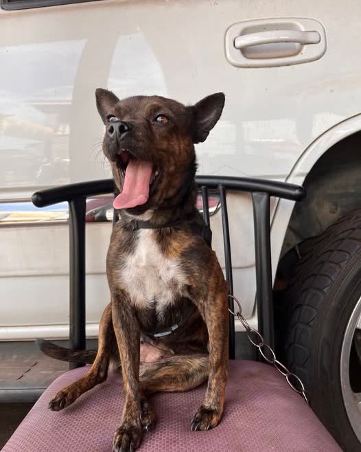LOST PET - Oahu | SSH Search