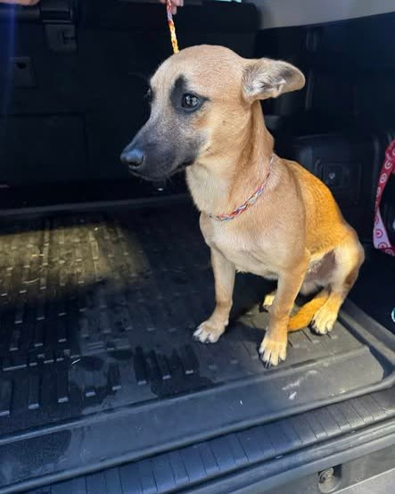 FOUND PET - Oahu | SSH Search