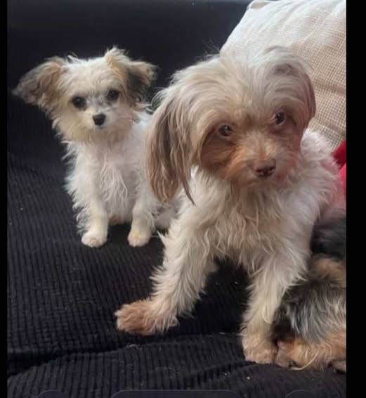 LOST PET - Oahu | SSH Search