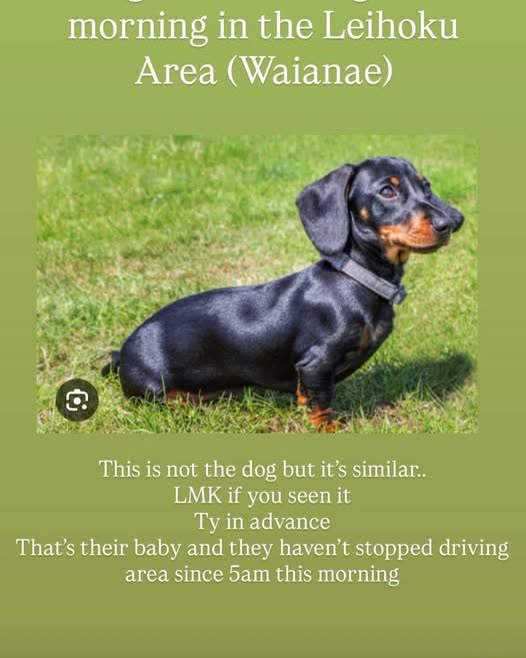LOST PET - Oahu | SSH Search