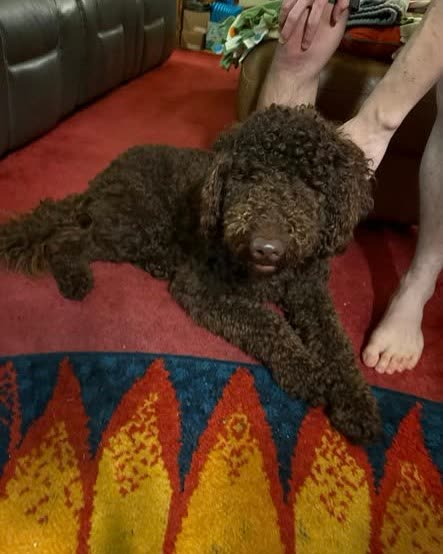 FOUND PET - Oahu | SSH Search
