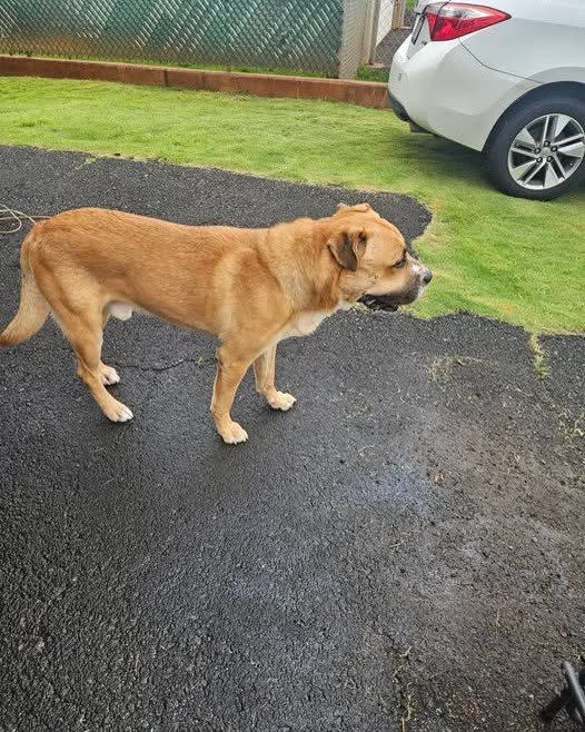 ANIMAL SIGHTING - Oahu | SSH Search