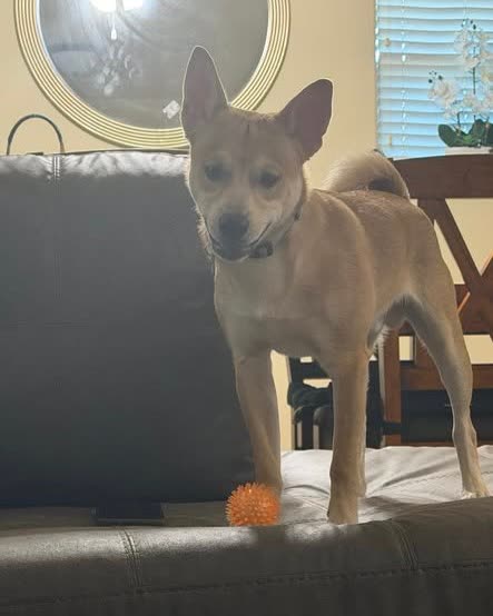 LOST PET - Oahu | SSH Search