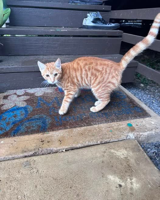 FOUND PET - Oahu | SSH Search