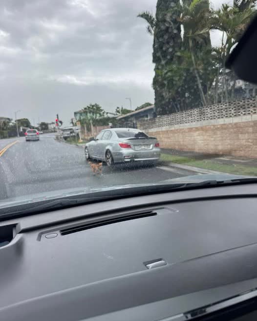 ANIMAL SIGHTING - Oahu | SSH Search