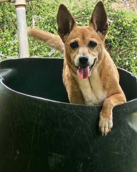LOST PET - Oahu | SSH Search