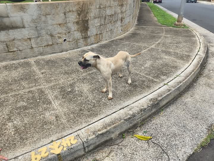 ANIMAL SIGHTING - Oahu | SSH Search