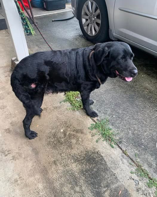FOUND PET - Oahu | SSH Search