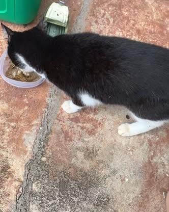 FOUND PET - Oahu | SSH Search