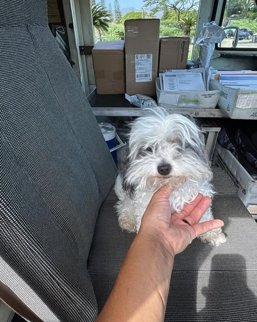 LOST PET - Oahu | SSH Search