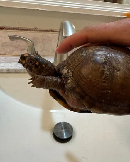 LOST PET - Oahu | SSH Search