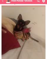 LOST PET - Oahu | SSH Search