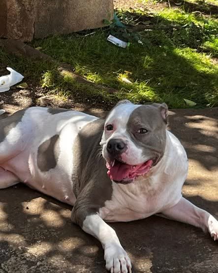 FOUND PET - Oahu | SSH Search