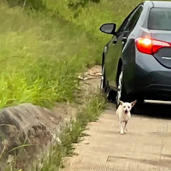 LOST PET - Oahu | SSH Search