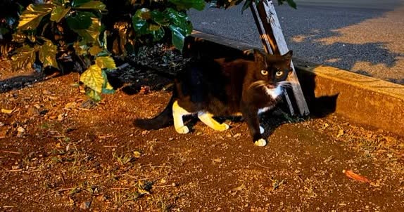 FOUND PET - Oahu | SSH Search