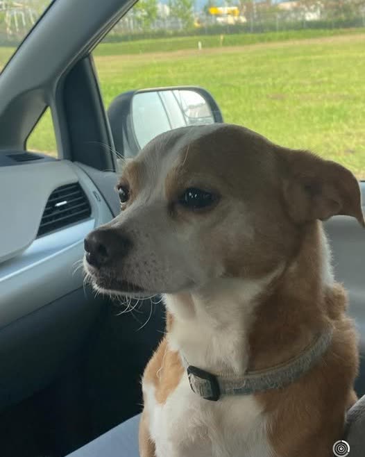 LOST PET - Oahu | SSH Search